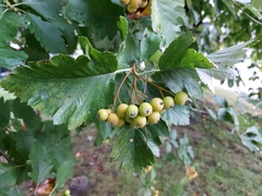 Scandosorbus intermedia