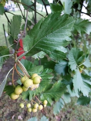 Scandosorbus intermedia