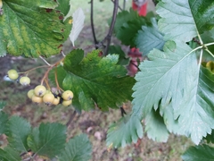 Scandosorbus intermedia