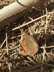 Cassionympha detecta