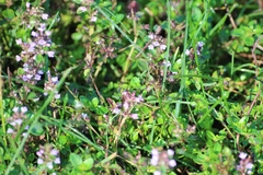 Rotala rotundifolia