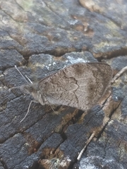 Cassionympha detecta