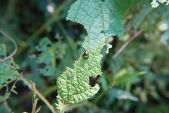 Plagiosterna formosana