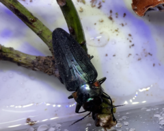 Belionota prasina