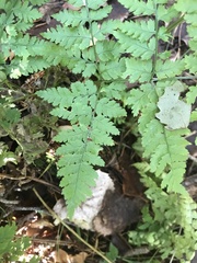 Dryopteris expansa