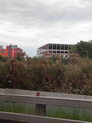 Heracleum sosnowskyi