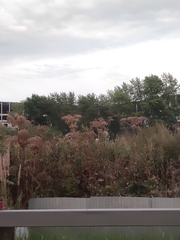 Heracleum sosnowskyi