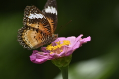 Cethosia cyane
