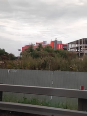 Heracleum sosnowskyi