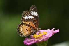 Cethosia cyane