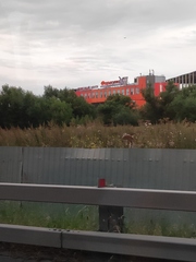 Melilotus officinalis