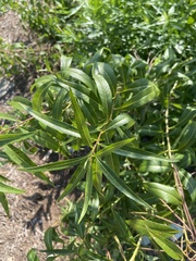 Amsonia illustris