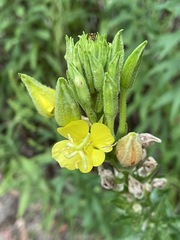Oenothera indecora