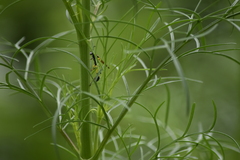 Sceliphron madraspatanum