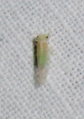 Cacopsylla annulata