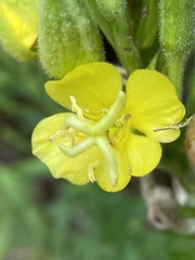 Oenothera indecora