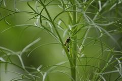 Sceliphron madraspatanum