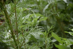 Sceliphron madraspatanum