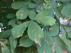 Aesculus hippocastanum