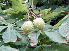 Aesculus hippocastanum