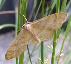 Idaea deversaria