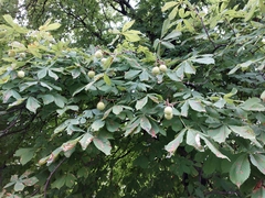 Aesculus hippocastanum