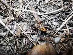 Loxoblemmus equestris