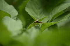 Riptortus linearis