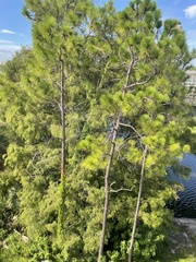 Pinus elliottii