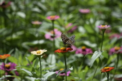 Papilio clytia