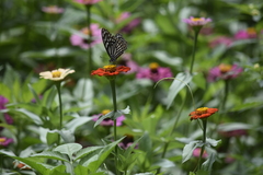 Papilio clytia