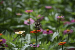 Papilio clytia