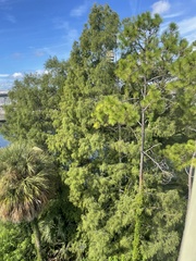 Pinus elliottii