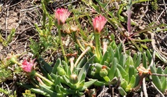 Acrodon bellidiflorus