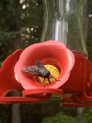 Tabanidae