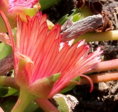 Acrodon bellidiflorus