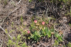 Acrodon bellidiflorus