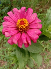 Zinnia elegans
