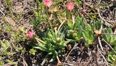 Acrodon bellidiflorus