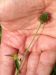 Geum urbanum
