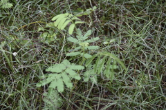 Mimosoideae
