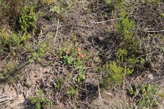 Acrodon bellidiflorus