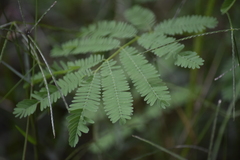 Mimosoideae