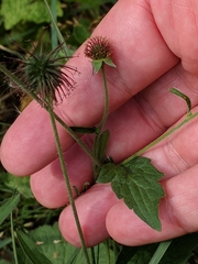 Geum urbanum
