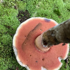 Caloboletus firmus