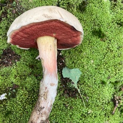 Caloboletus firmus