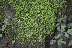 Fissidens