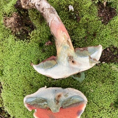 Caloboletus firmus