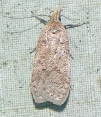 Dichomeris ventrellus