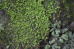 Fissidens